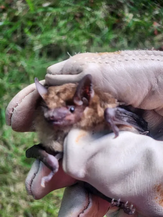Southeast Michigan Wildlife Control Picture 4