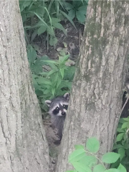 Southeast Michigan Wildlife Control Picture 3