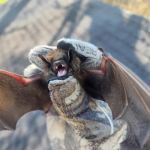 Southeast Michigan Wildlife Control