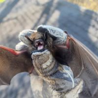 Southeast Michigan Wildlife Control ico