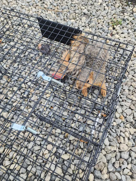 Southeast Michigan Wildlife Control Picture 6