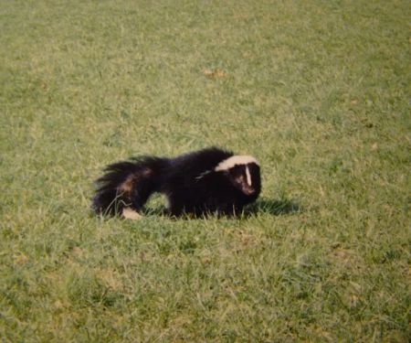 Animal Removal Service