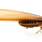 Termishield