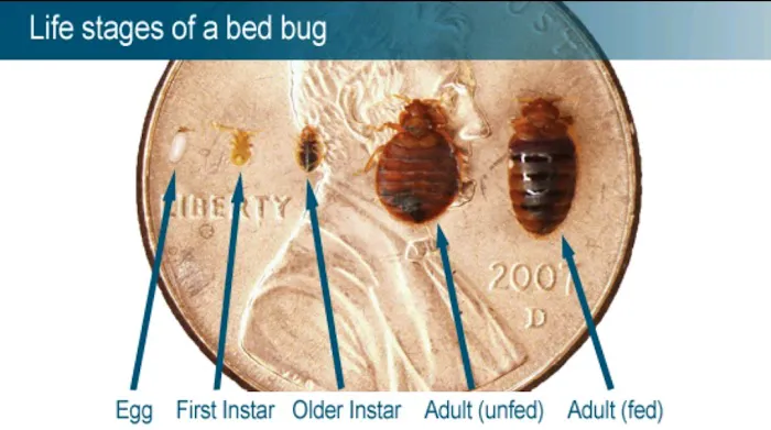 Norton's Pest Control, Inc. Picture 10