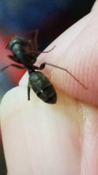 Norton's Pest Control, Inc. Picture 9