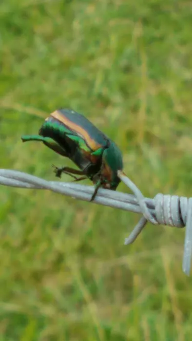 Norton's Pest Control, Inc. Picture 2