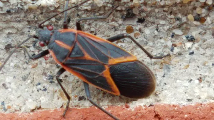 Norton's Pest Control, Inc. Picture 1