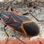 Norton's Pest Control, Inc.