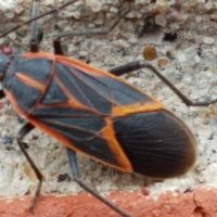 Norton's Pest Control, Inc. ico