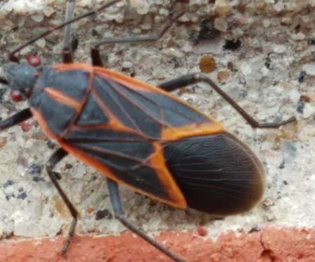 Norton's Pest Control, Inc.