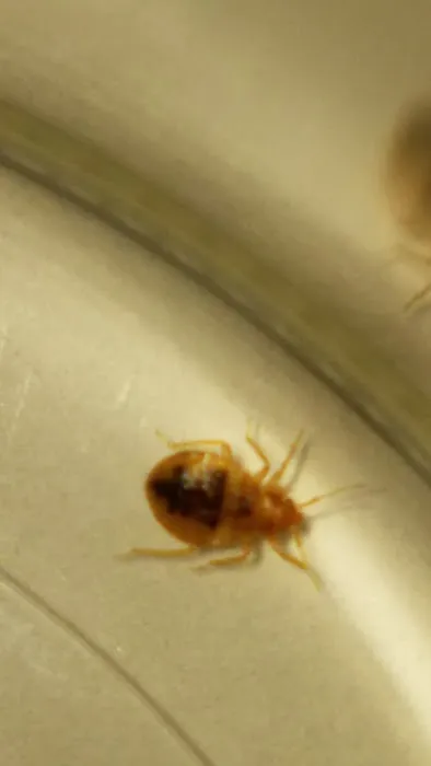 Norton's Pest Control, Inc. Picture 4