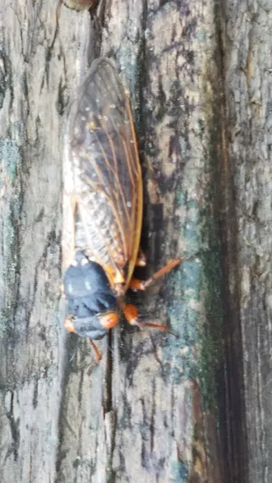Norton's Pest Control, Inc. Picture 6