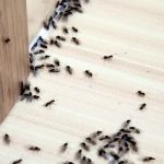 The Queen Pest Control Co