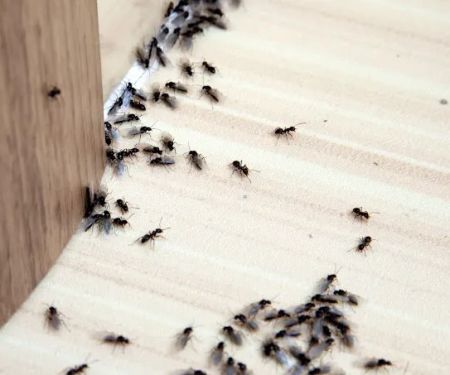 The Queen Pest Control Co