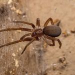 Palmetto Exterminators