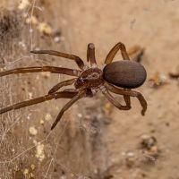 Palmetto Exterminators ico