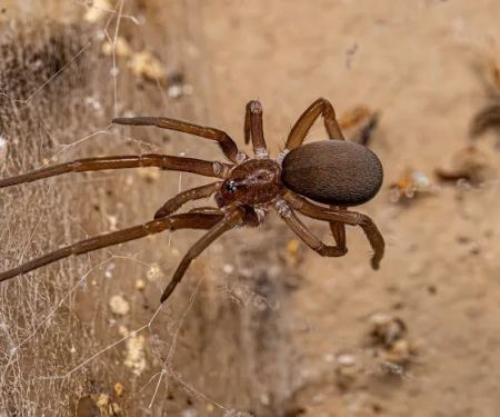 Palmetto Exterminators