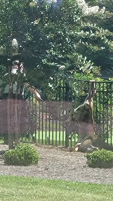 Charlotte Wildlife Removal Picture 6