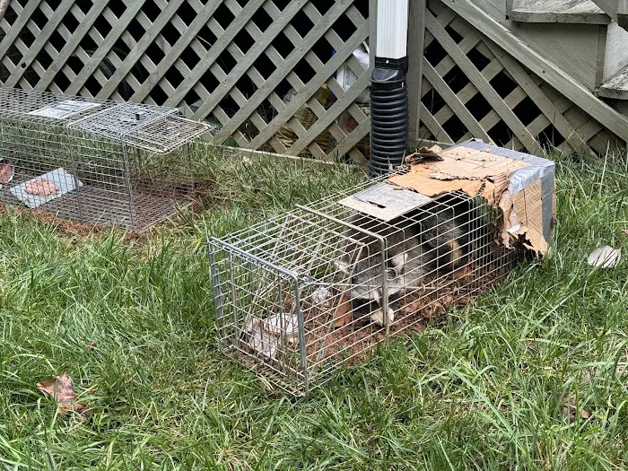 Charlotte Wildlife Removal Picture 10