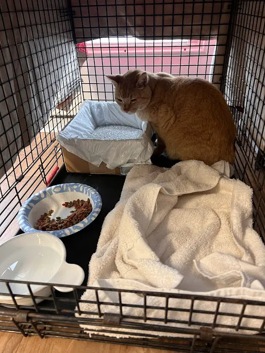 Charlotte Wildlife Removal Picture 8