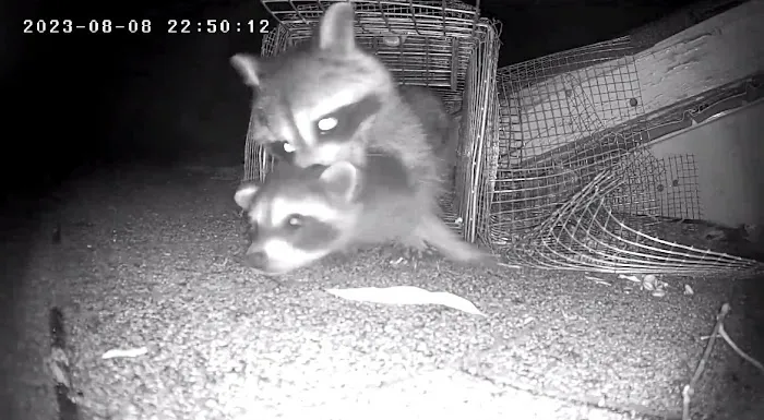 Varmint Gone Matthews Picture 2