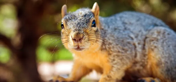 Varmint Gone Matthews Picture 4