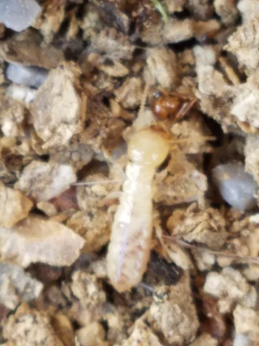 Total Pest And Termite , LLC Picture 1