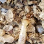 Total Pest And Termite , LLC