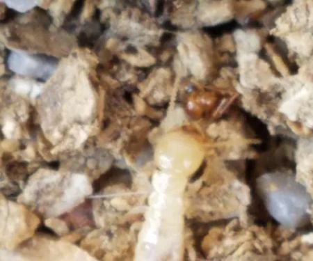 Total Pest And Termite , LLC