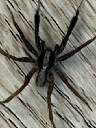 Total Pest And Termite , LLC Picture 2