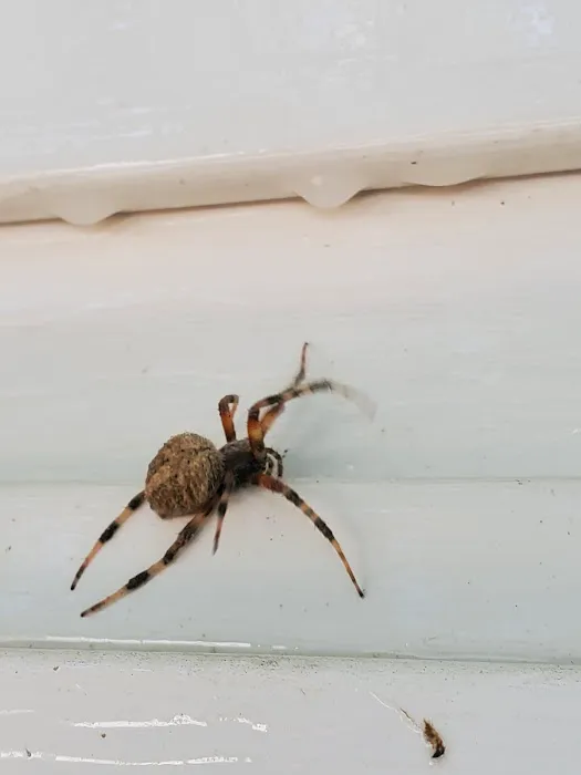Total Pest And Termite , LLC Picture 3