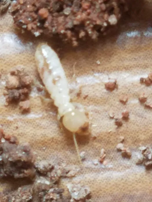 Total Pest And Termite , LLC Picture 5