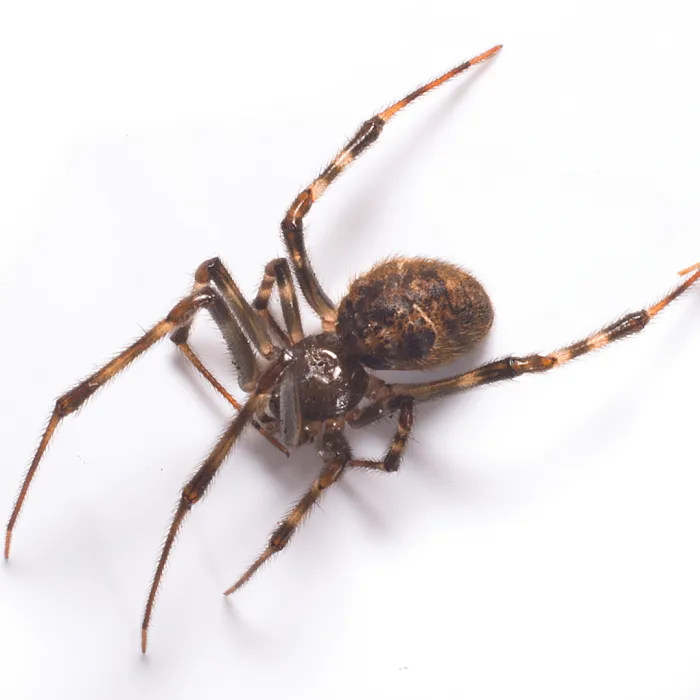 Palmetto Exterminators Picture 7