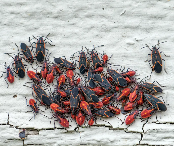 Palmetto Exterminators Picture 3