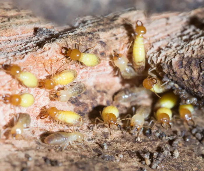 Palmetto Exterminators Picture 2