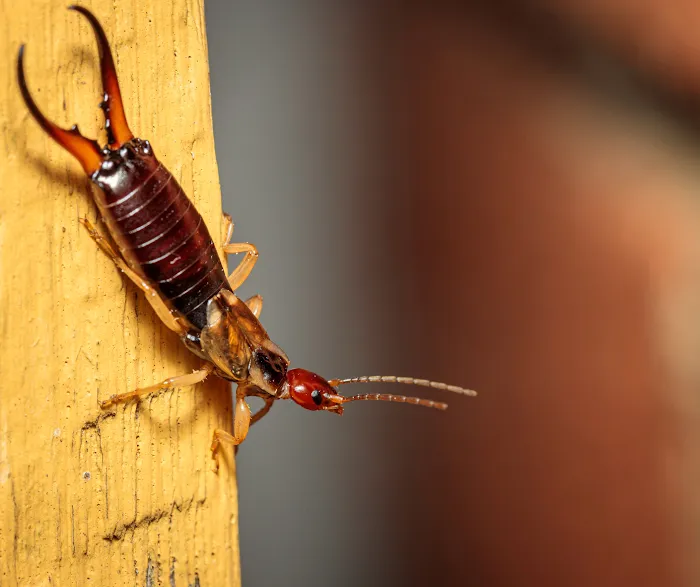 Palmetto Exterminators Picture 6