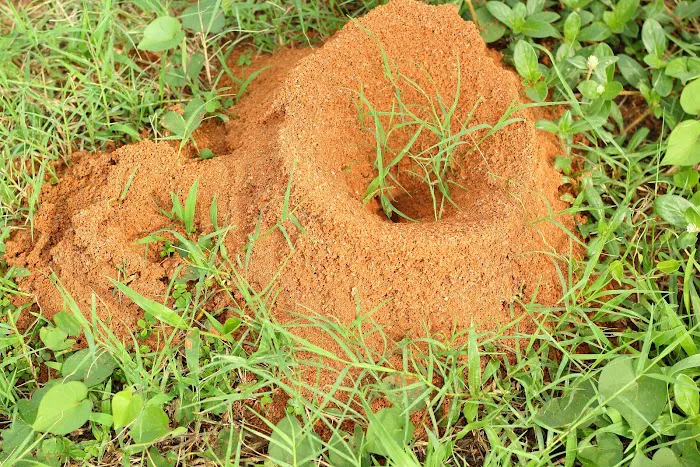 PinPoint Pest Solutions Picture 4
