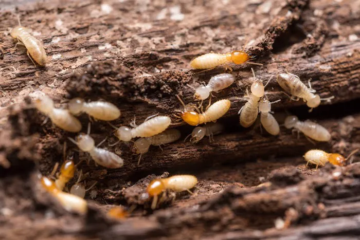PinPoint Pest Solutions Picture 7