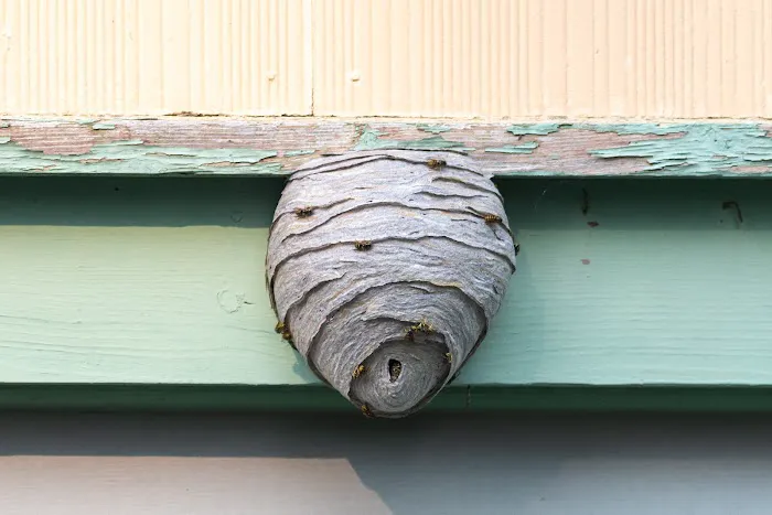 PinPoint Pest Solutions Picture 3