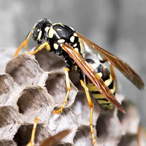 Croach Pest Control Picture 2