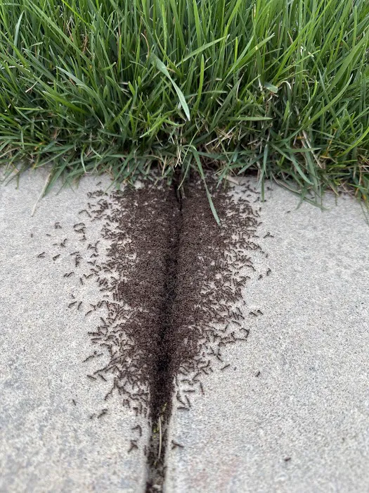 Away Pest Services Picture 8