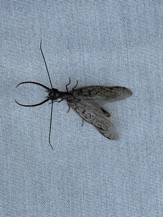 Away Pest Services Picture 7