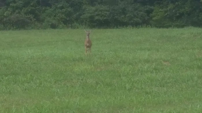 Lonesome Pine Exterminating Picture 1