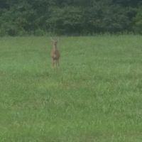 Lonesome Pine Exterminating ico