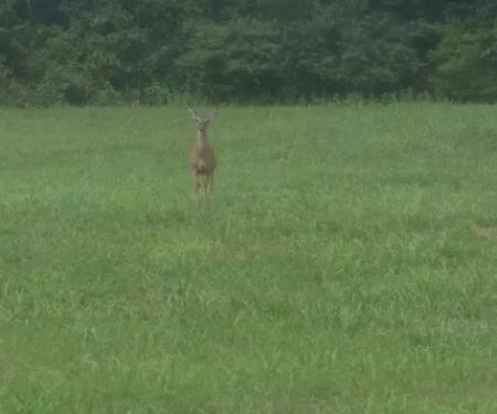 Lonesome Pine Exterminating