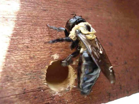 Ace Pest Control Picture 5