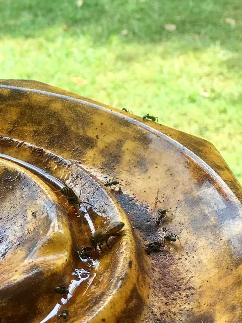 Ace Pest Control Picture 7
