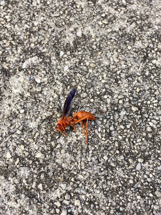 Ace Pest Control Picture 2