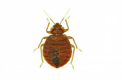 Ace Pest Control Picture 6