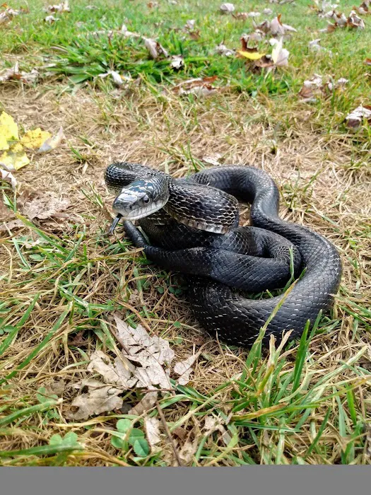 Valley Wildlife Services Picture 9
